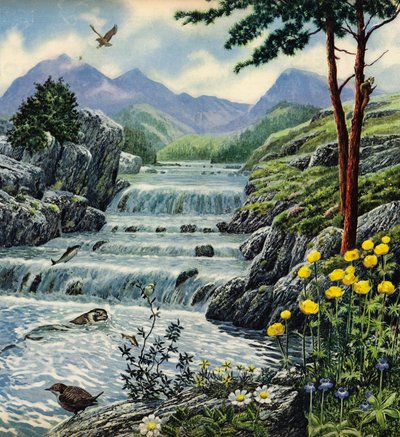 Skót Felföld alkotó: English School